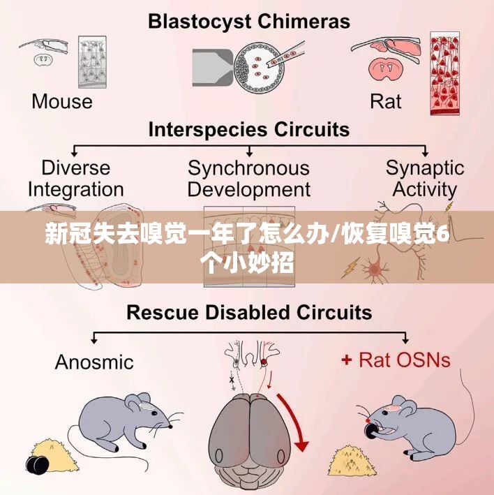 新冠失去嗅觉一年了怎么办/恢复嗅觉6个小妙招