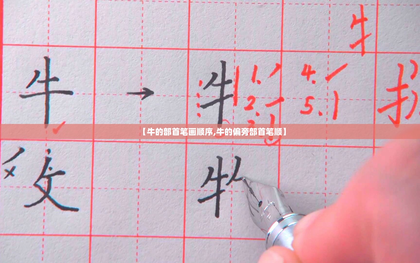 【牛的部首笔画顺序,牛的偏旁部首笔顺】