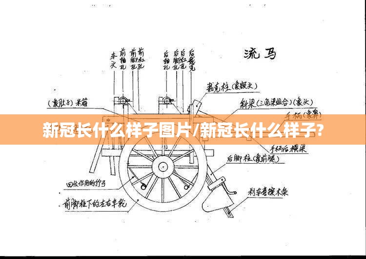 新冠长什么样子图片/新冠长什么样子?