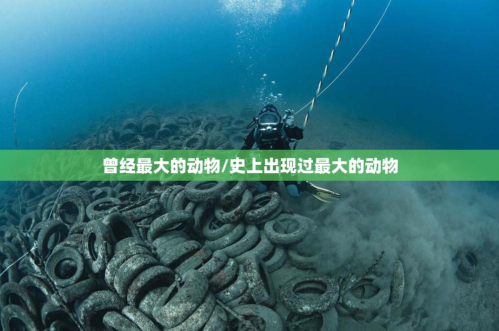 曾经最大的动物/史上出现过最大的动物
