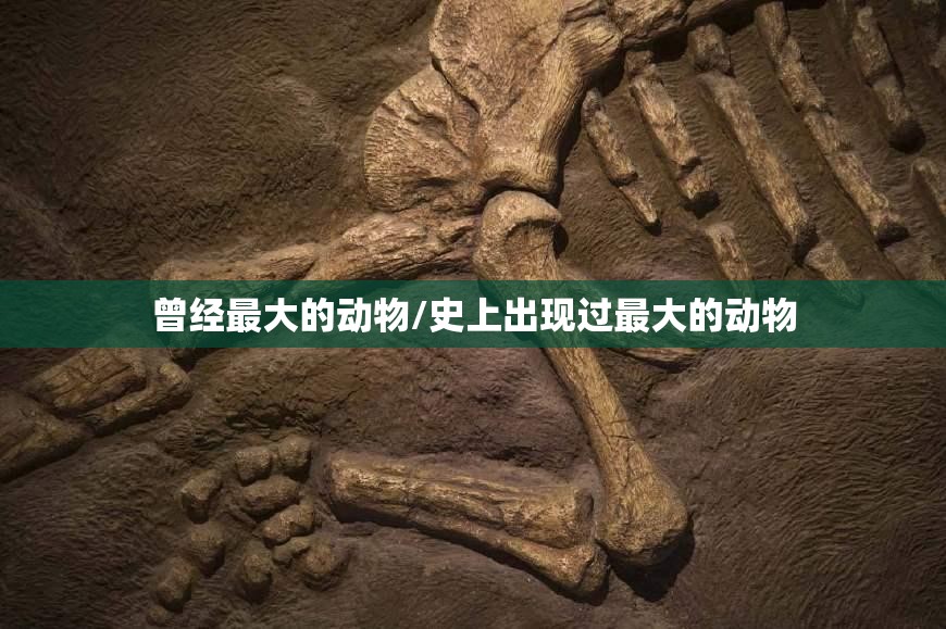 曾经最大的动物/史上出现过最大的动物