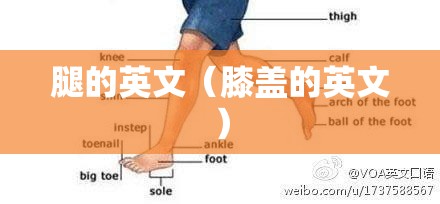 腿的英文（膝盖的英文）