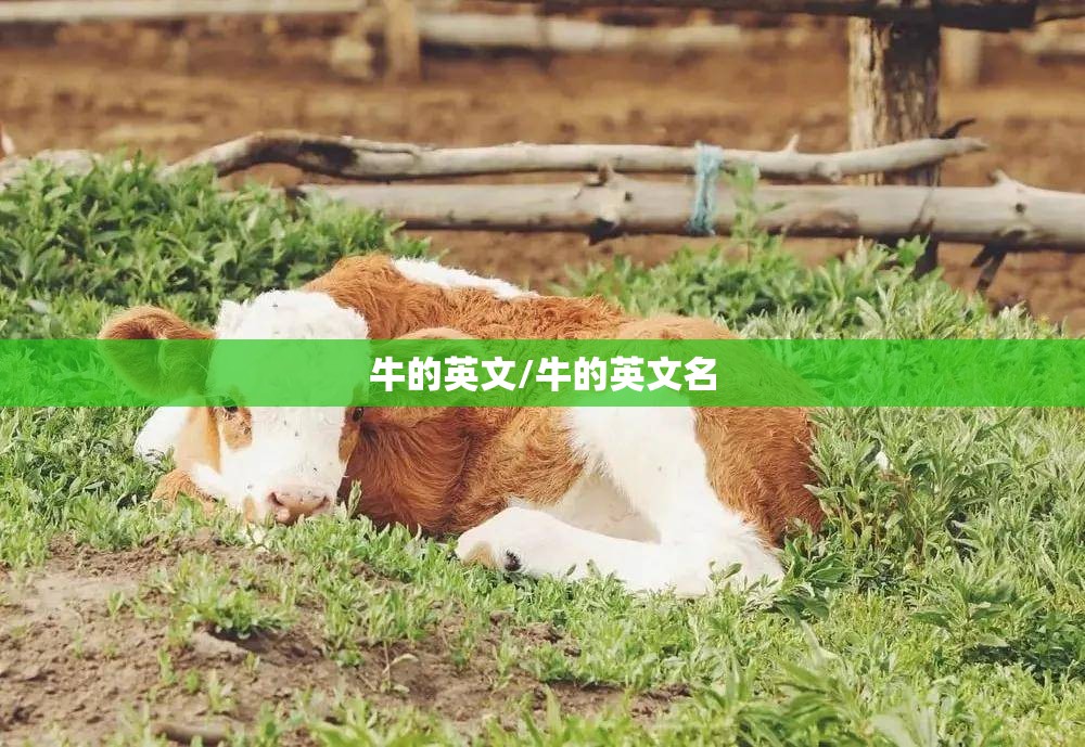 牛的英文/牛的英文名
