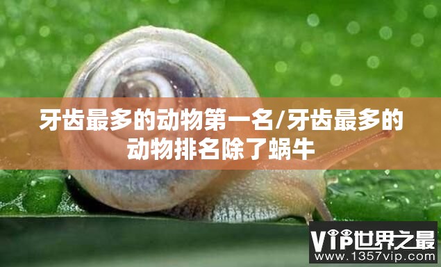 牙齿最多的动物第一名/牙齿最多的动物排名除了蜗牛