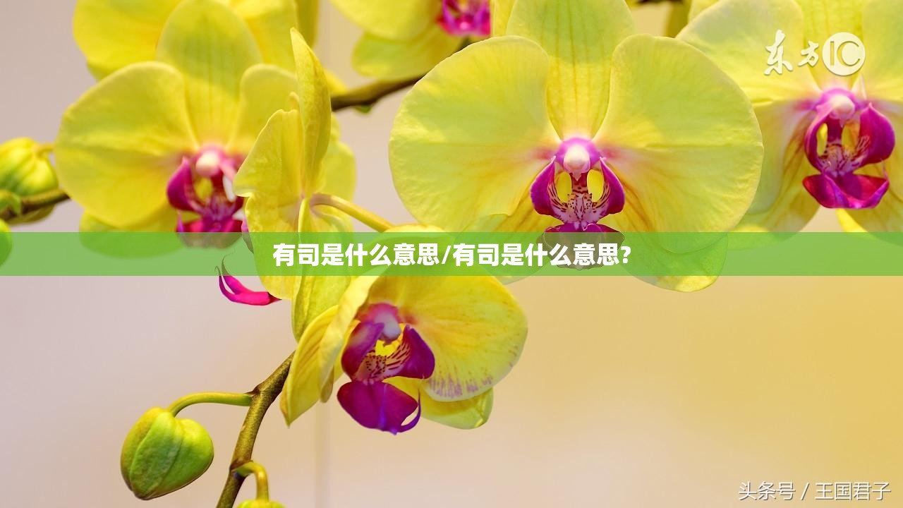 有司是什么意思/有司是什么意思?