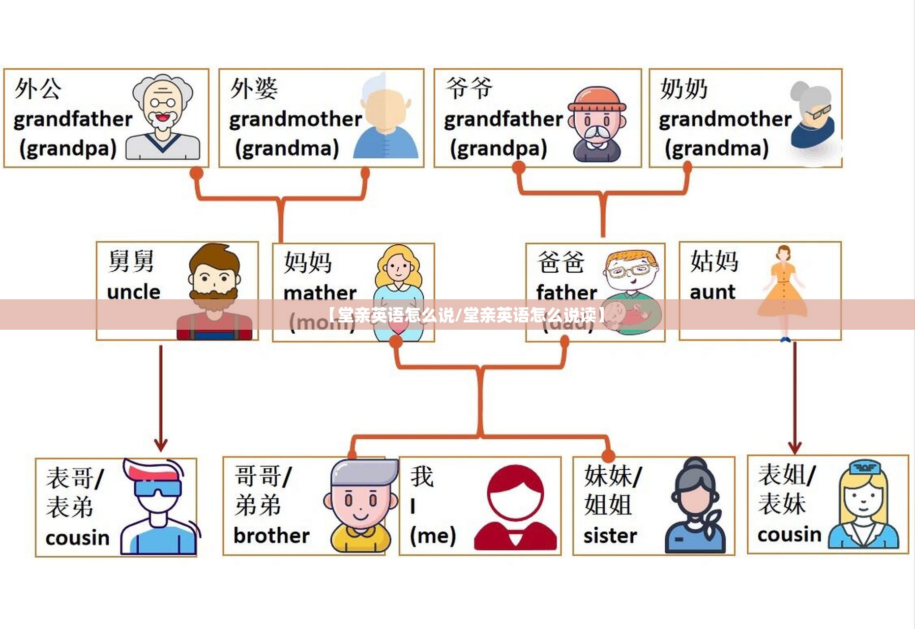 【堂亲英语怎么说/堂亲英语怎么说读】