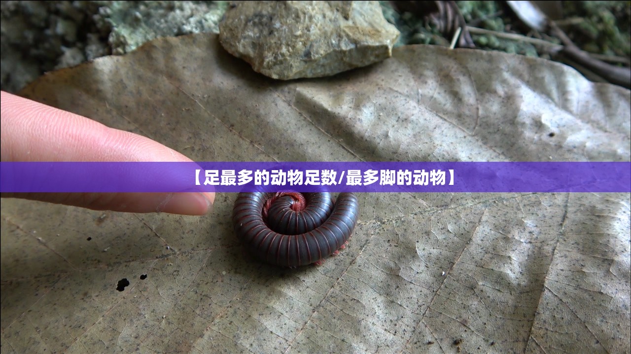 【足最多的动物足数/最多脚的动物】
