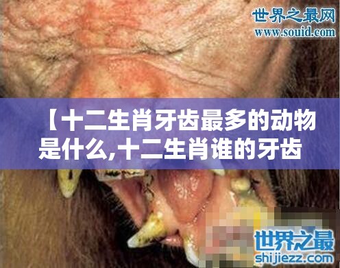 【十二生肖牙齿最多的动物是什么,十二生肖谁的牙齿最锋利】