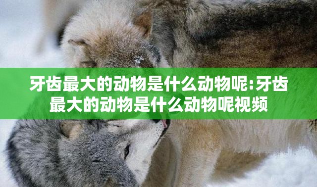 牙齿最大的动物是什么动物呢:牙齿最大的动物是什么动物呢视频