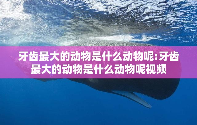 牙齿最大的动物是什么动物呢:牙齿最大的动物是什么动物呢视频