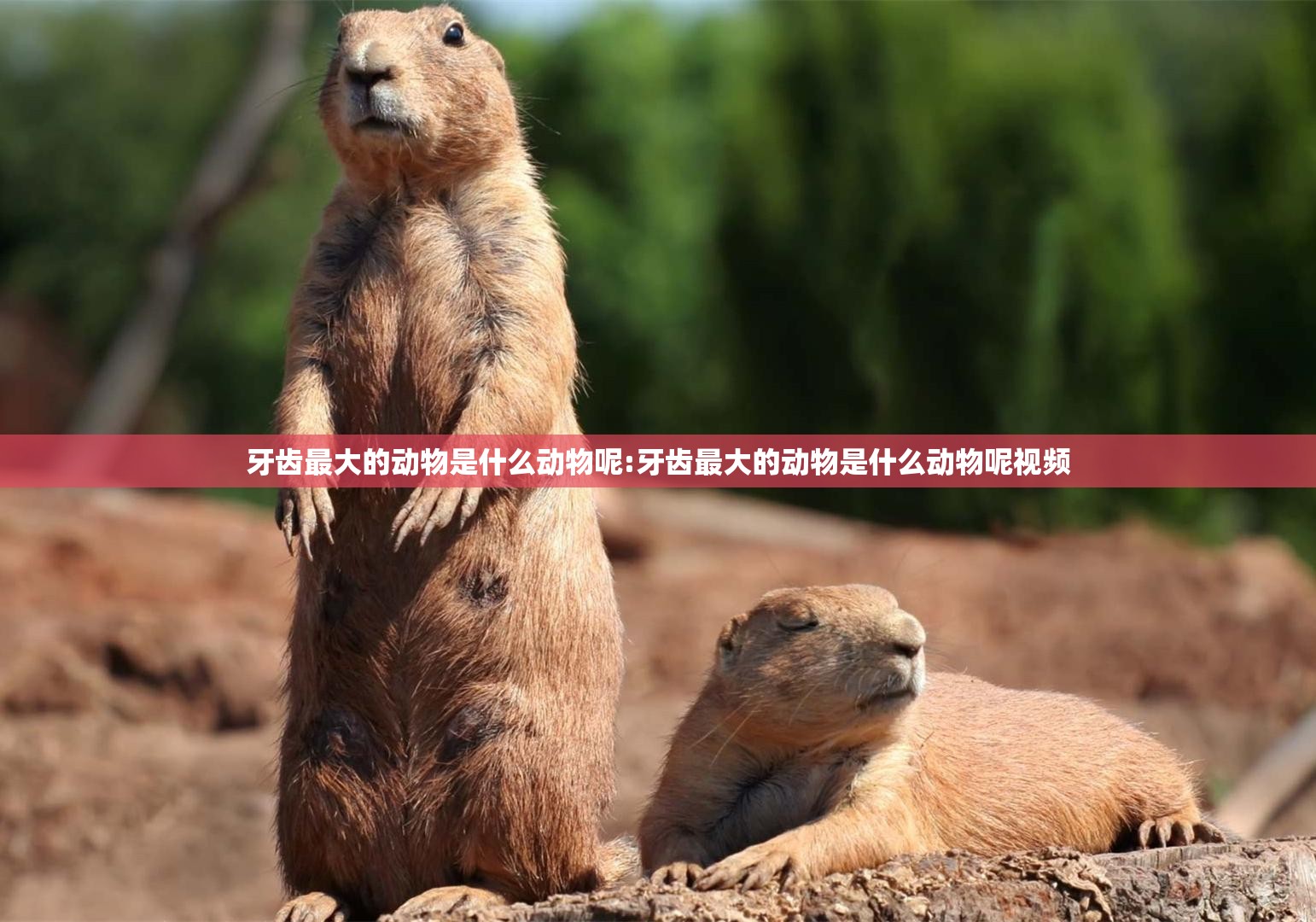 牙齿最大的动物是什么动物呢:牙齿最大的动物是什么动物呢视频