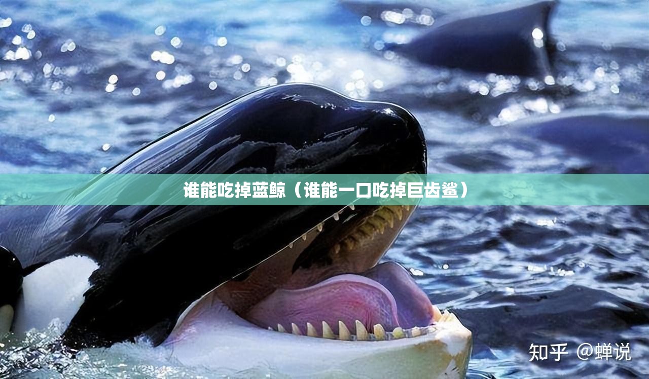 谁能吃掉蓝鲸（谁能一口吃掉巨齿鲨）