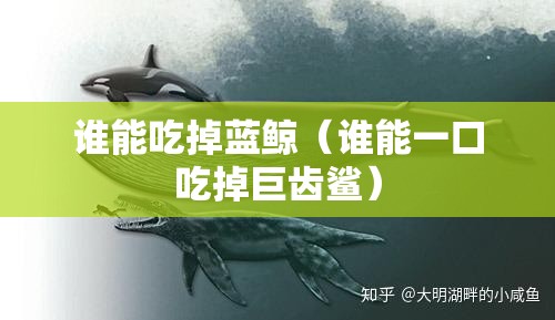 谁能吃掉蓝鲸（谁能一口吃掉巨齿鲨）