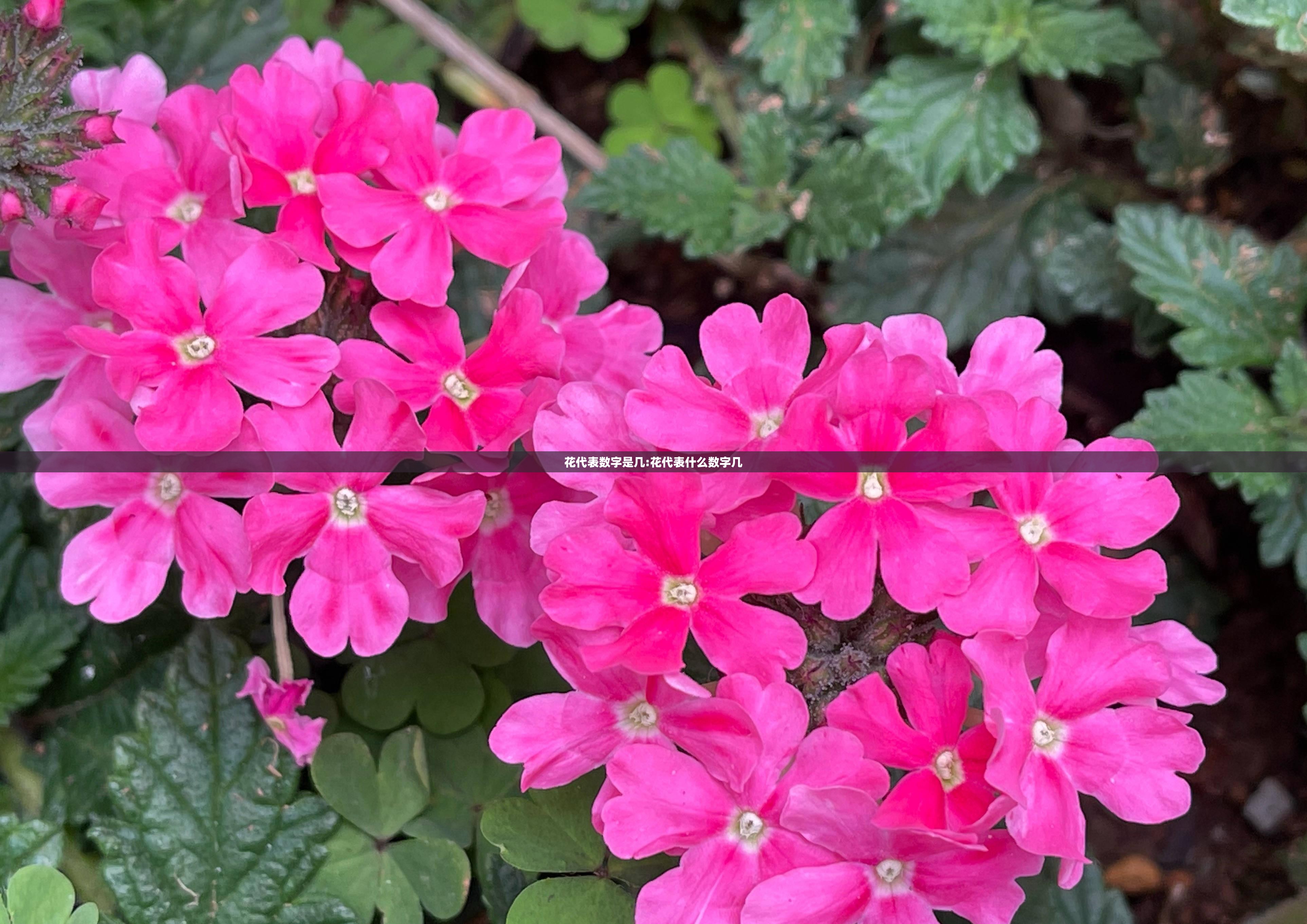 花代表数字是几:花代表什么数字几