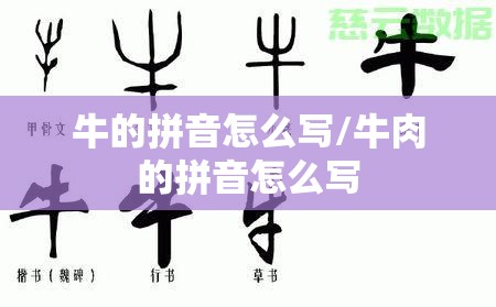 牛的拼音怎么写/牛肉的拼音怎么写