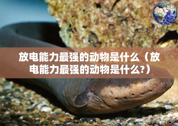 放电能力最强的动物是什么（放电能力最强的动物是什么?）