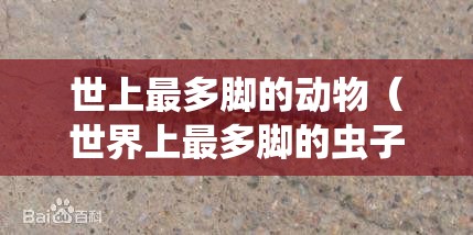 世上最多脚的动物（世界上最多脚的虫子是什么虫）