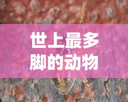 世上最多脚的动物（世界上最多脚的虫子是什么虫）