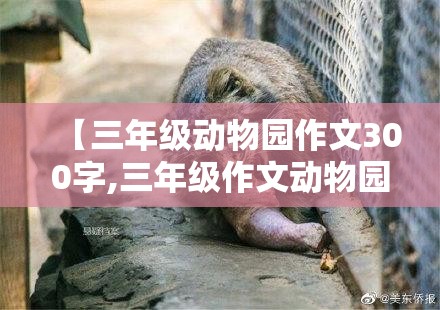 【三年级动物园作文300字,三年级作文动物园300个字】
