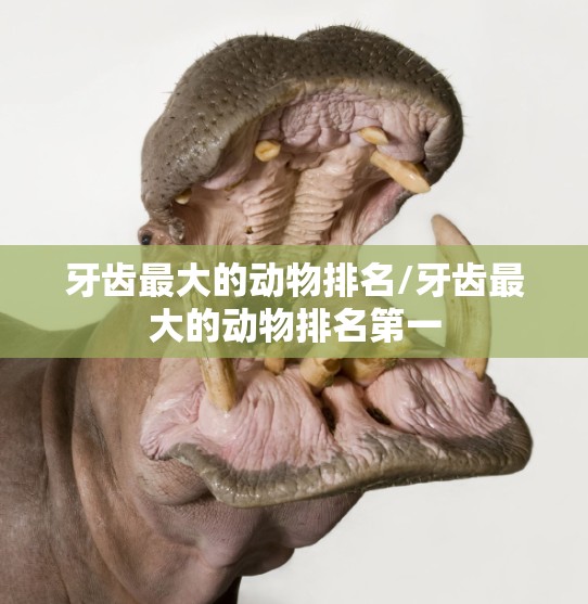 牙齿最大的动物排名/牙齿最大的动物排名第一