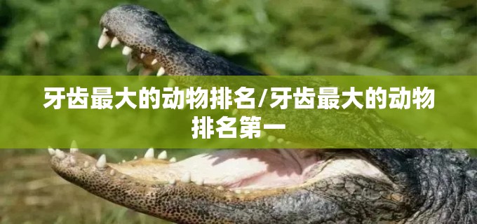 牙齿最大的动物排名/牙齿最大的动物排名第一