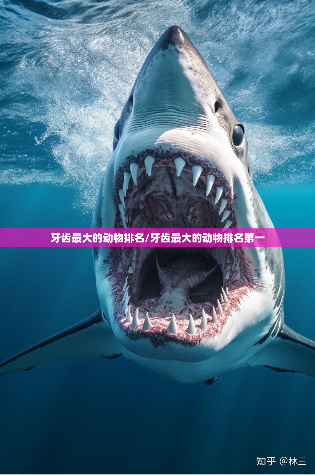 牙齿最大的动物排名/牙齿最大的动物排名第一