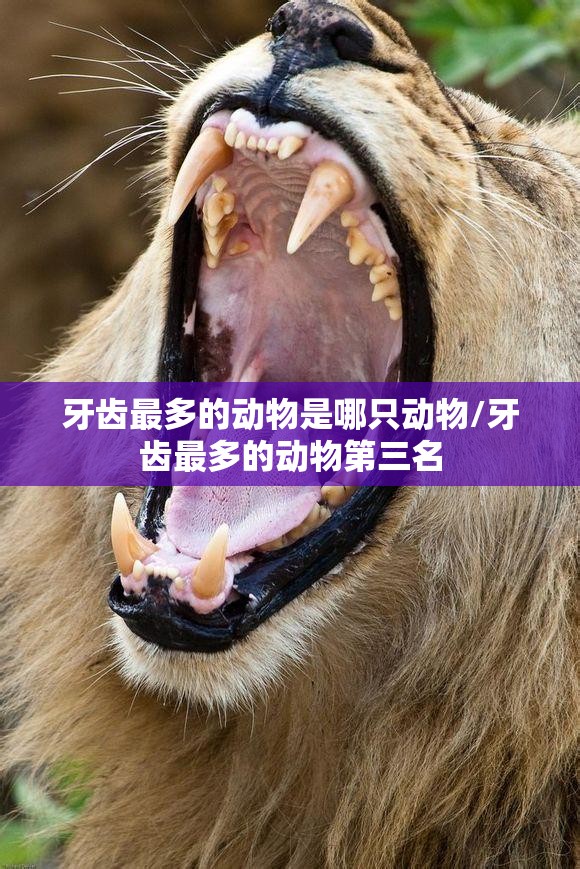 牙齿最多的动物是哪只动物/牙齿最多的动物第三名