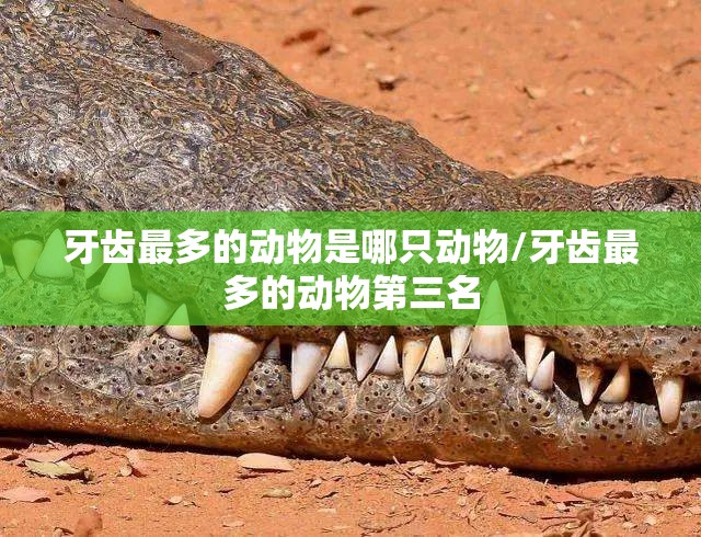 牙齿最多的动物是哪只动物/牙齿最多的动物第三名