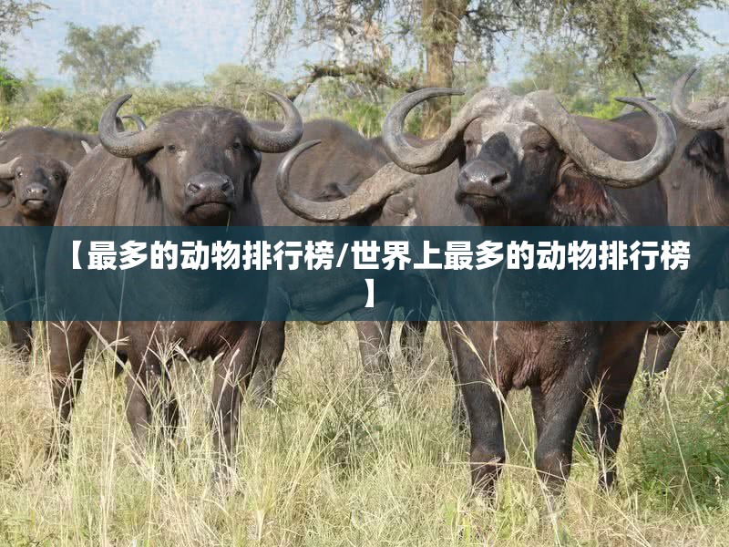 【最多的动物排行榜/世界上最多的动物排行榜】