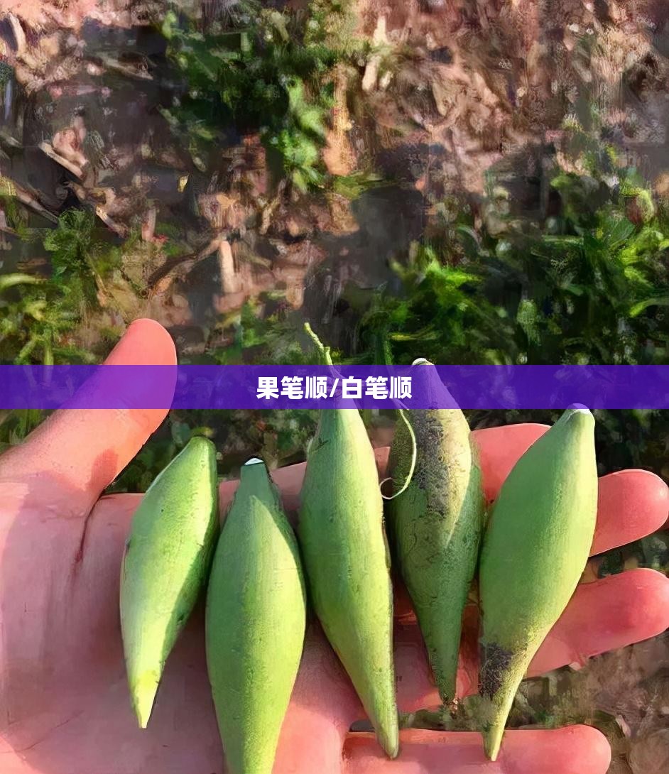 果笔顺/白笔顺