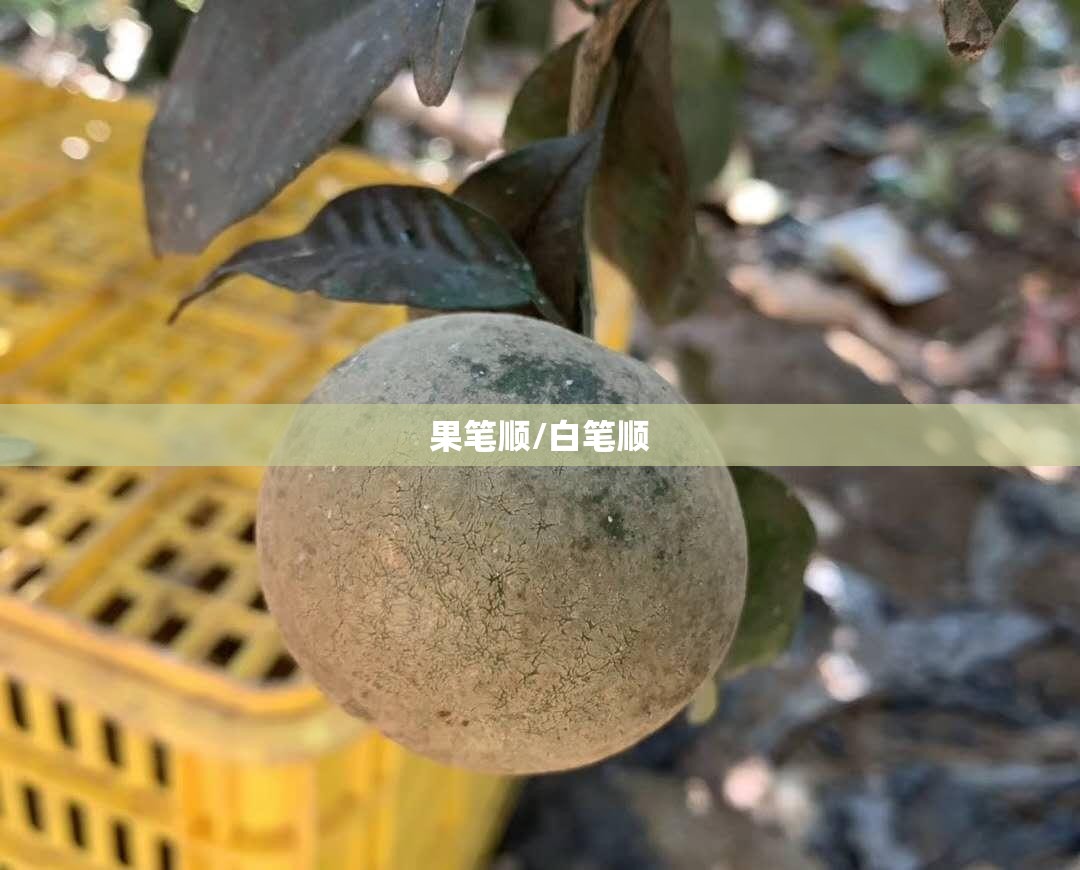 果笔顺/白笔顺