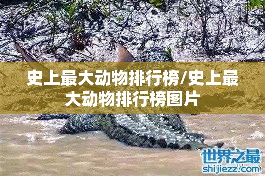 史上最大动物排行榜/史上最大动物排行榜图片