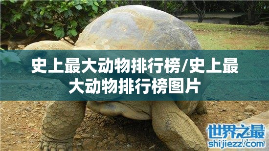 史上最大动物排行榜/史上最大动物排行榜图片