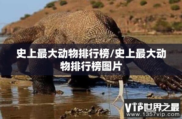 史上最大动物排行榜/史上最大动物排行榜图片