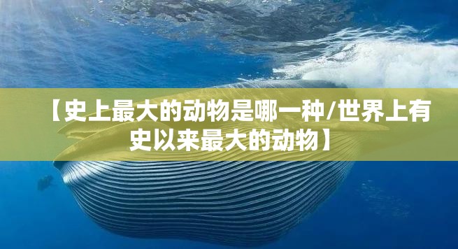 【史上最大的动物是哪一种/世界上有史以来最大的动物】