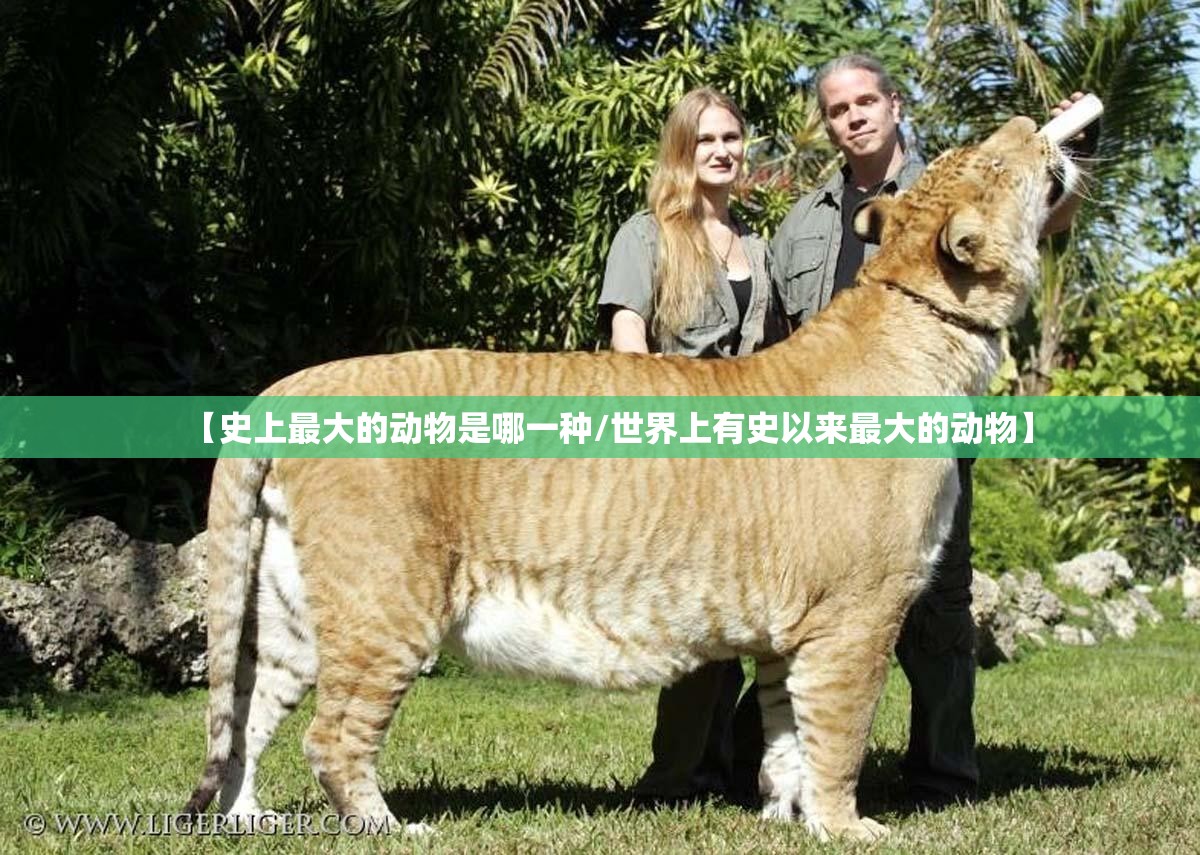 【史上最大的动物是哪一种/世界上有史以来最大的动物】