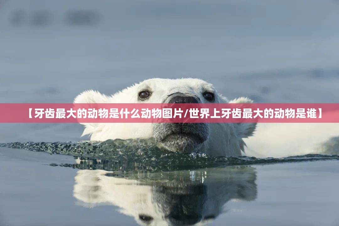 【牙齿最大的动物是什么动物图片/世界上牙齿最大的动物是谁】