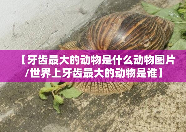【牙齿最大的动物是什么动物图片/世界上牙齿最大的动物是谁】