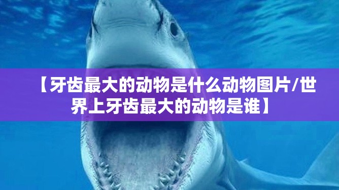 【牙齿最大的动物是什么动物图片/世界上牙齿最大的动物是谁】