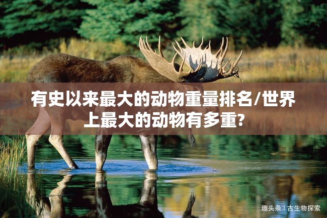 有史以来最大的动物重量排名/世界上最大的动物有多重?