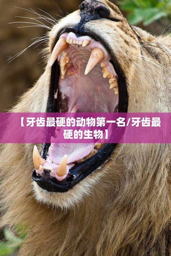 【牙齿最硬的动物第一名/牙齿最硬的生物】