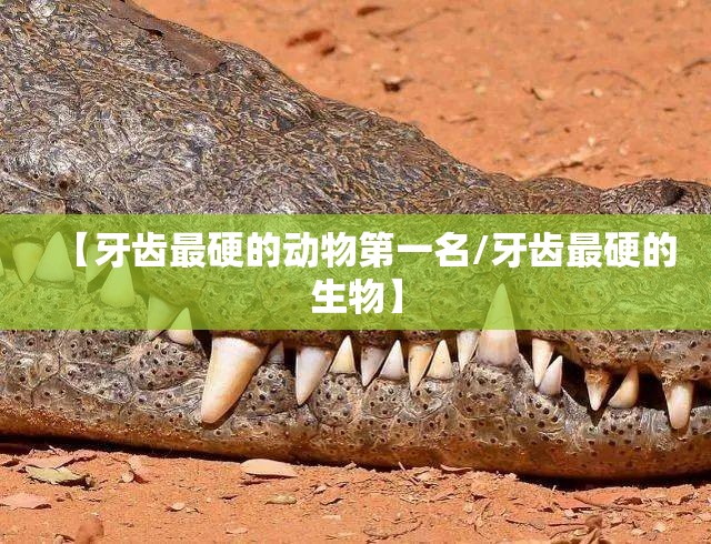 【牙齿最硬的动物第一名/牙齿最硬的生物】