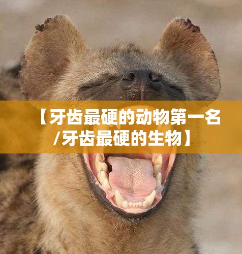 【牙齿最硬的动物第一名/牙齿最硬的生物】