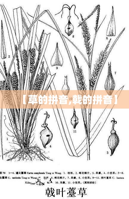【草的拼音,戟的拼音】