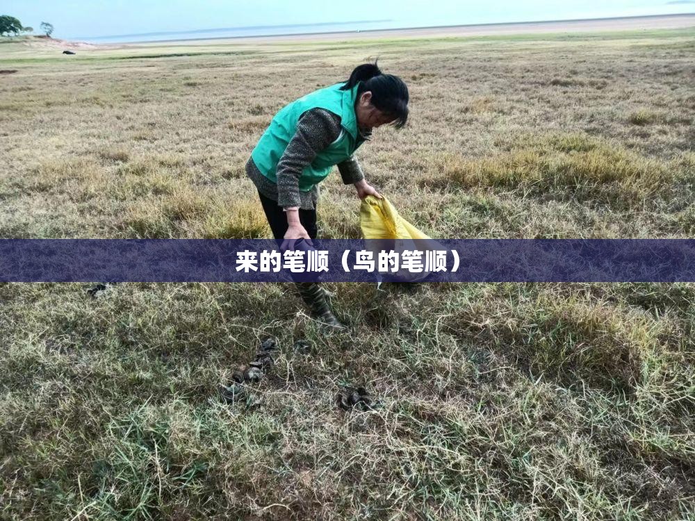 来的笔顺（鸟的笔顺）
