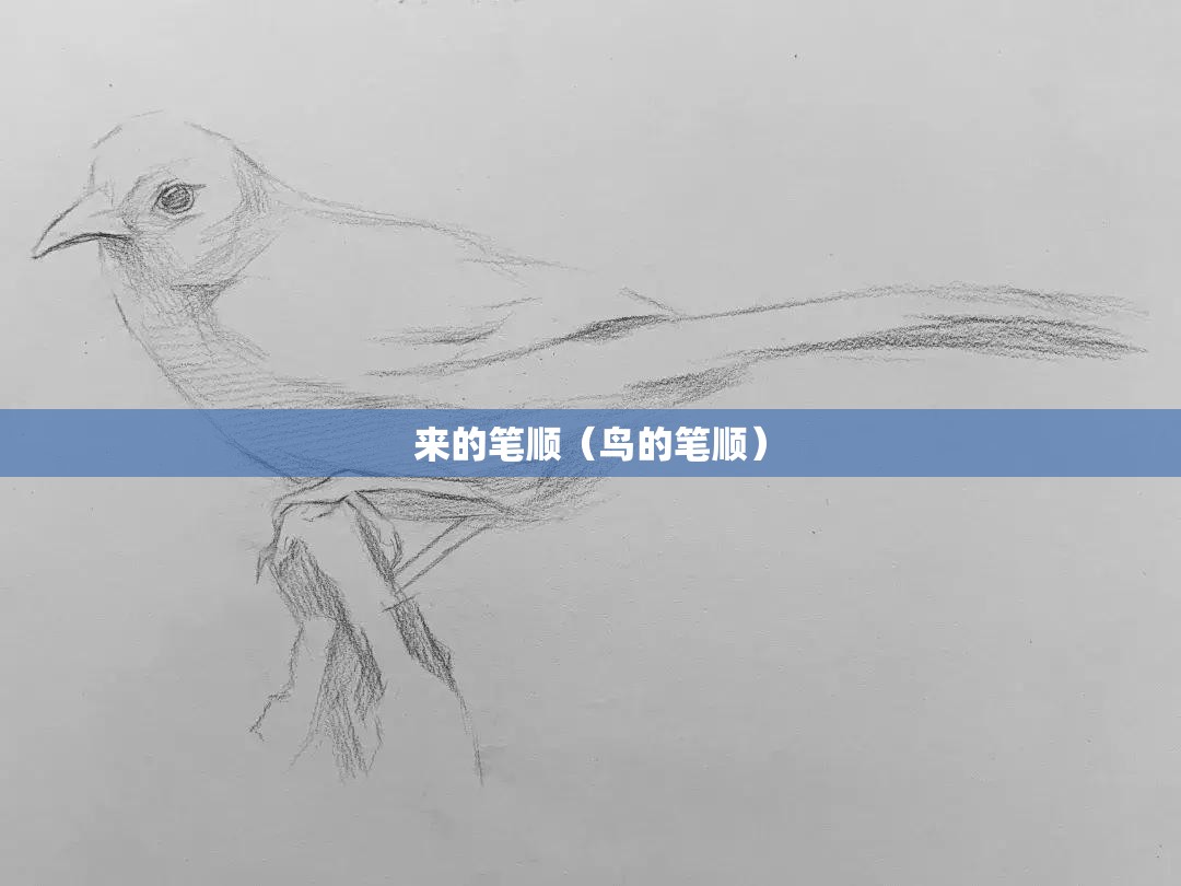 来的笔顺（鸟的笔顺）
