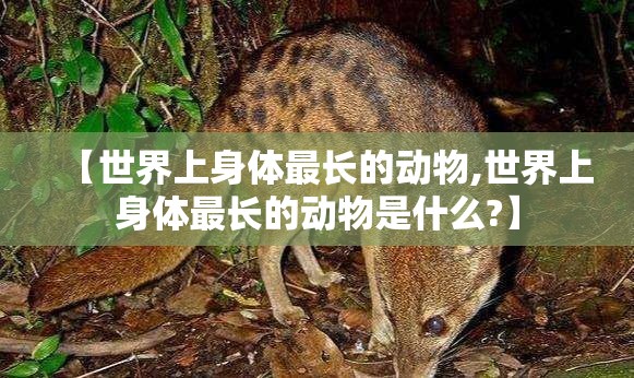【世界上身体最长的动物,世界上身体最长的动物是什么?】
