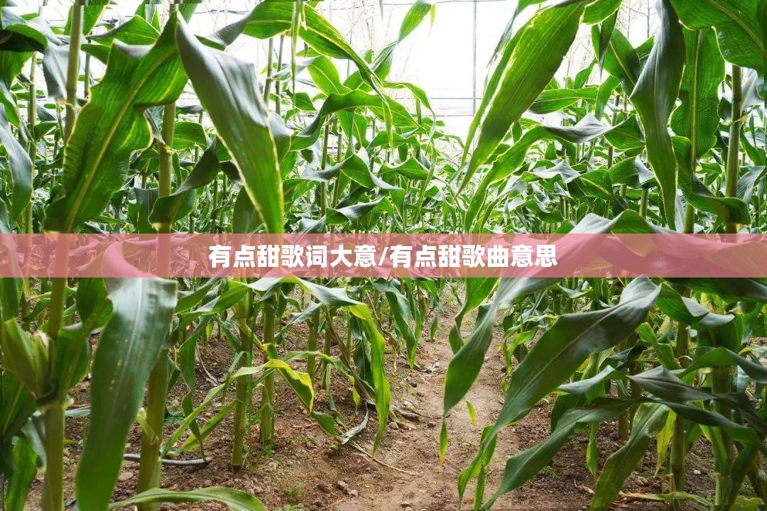 有点甜歌词大意/有点甜歌曲意思