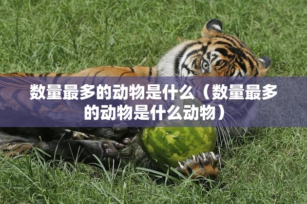 数量最多的动物是什么（数量最多的动物是什么动物）