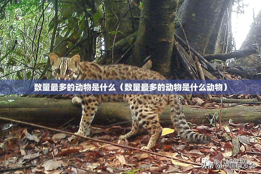 数量最多的动物是什么（数量最多的动物是什么动物）